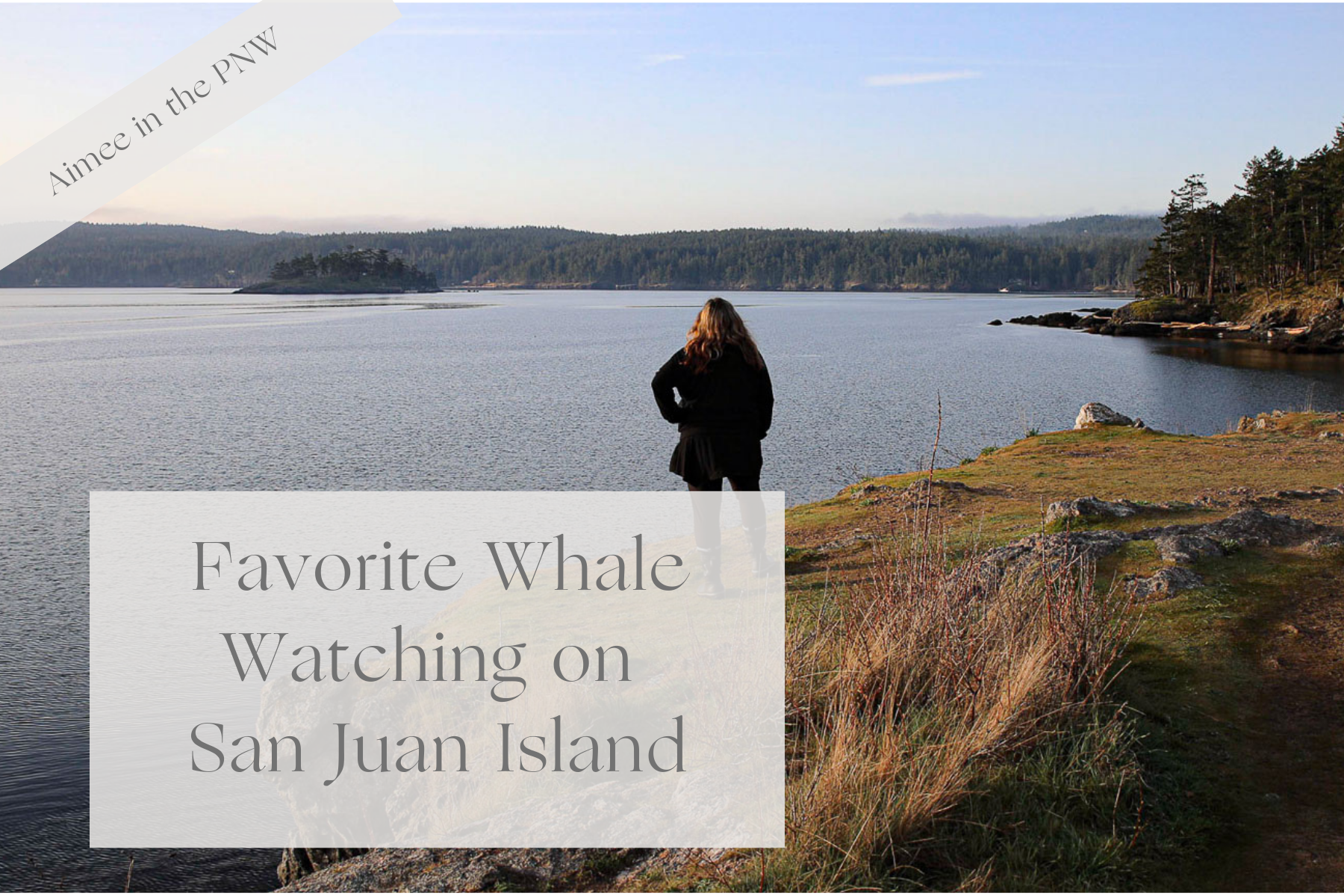 Whale Watching in San Juan Islands